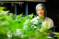 Cannabis: A Global Overview of Regions, Restrictions, and Popular Varieties